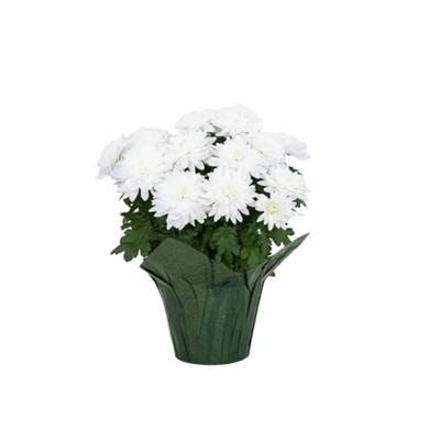 Live Patriotic White Mums Plant - 6in