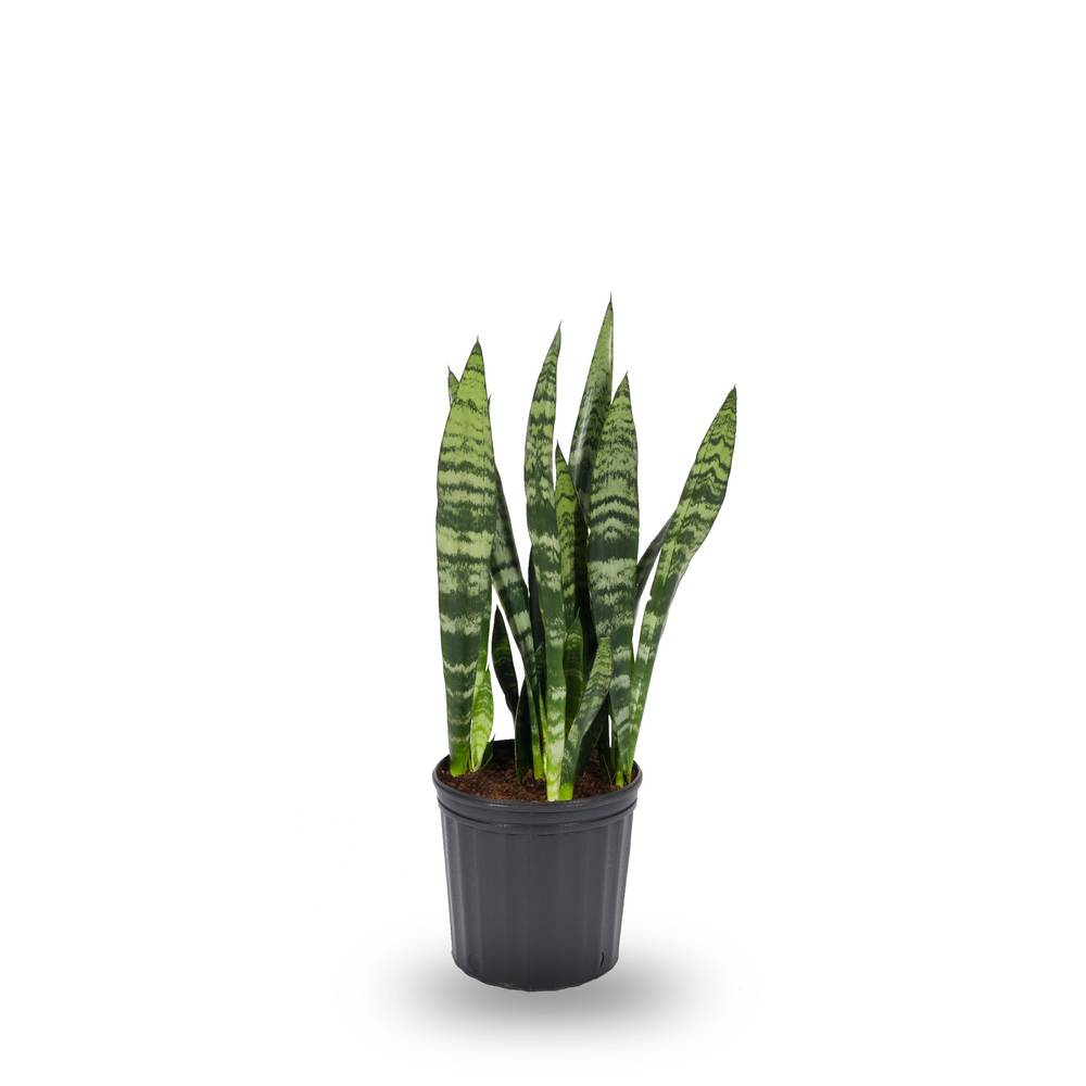 Lowe's White Asstd. Sansevieria House Plant in 1.72-Gallon Pot | NURSERY