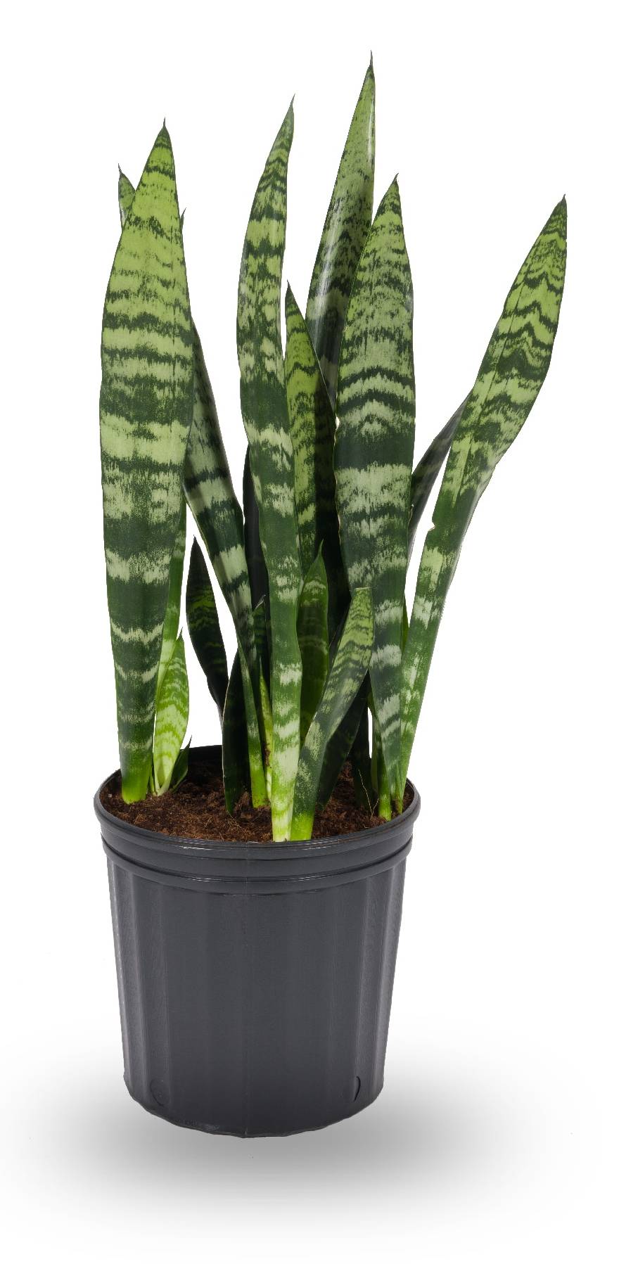 Lowe's White Asstd. Sansevieria House plant in 1.72 Gallon(s) Pot 1 -Pack | 471437