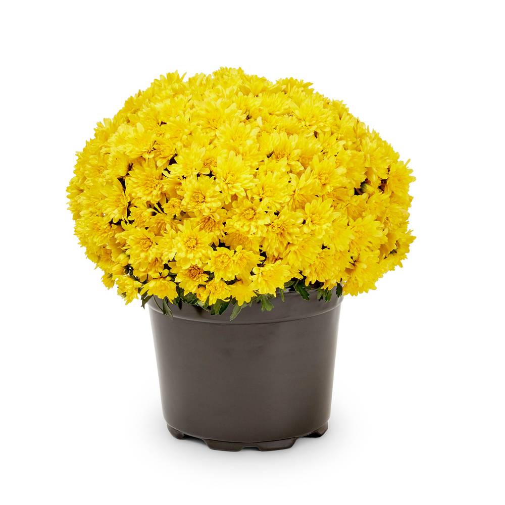 Lowe's Yellow Mum in 3-Quart Pot | NURSERY