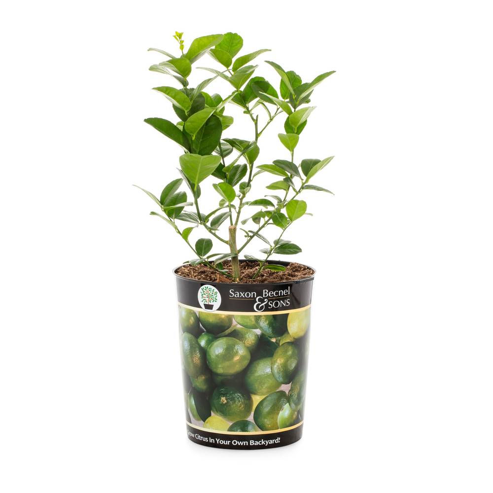 Lowe's Citrus Aurantiifolia Lime Tree - Medium Growth Rate, Full Sun, Greenish-Yellow Fruit, Winter to Late Spring Harvest | NURSERY