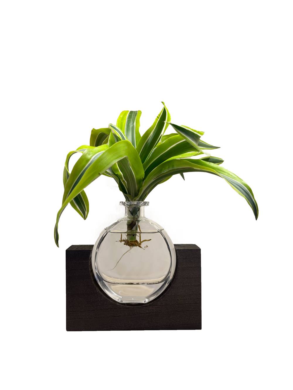 LiveTrends Vitality House Plant in 1-Pack(s) Pot | ASB06623