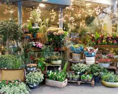 Wisteria Fleuriste 💐