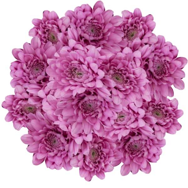 Chrysanthemum, Bunch