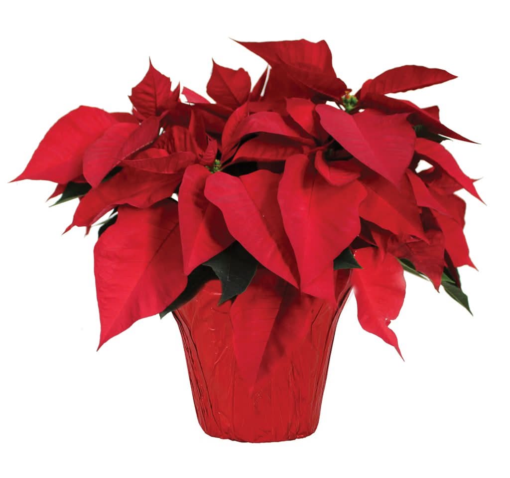 Poinsettia, 6 Inch, Red