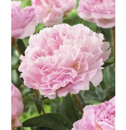 TASC Sarah Bernhardt Peony