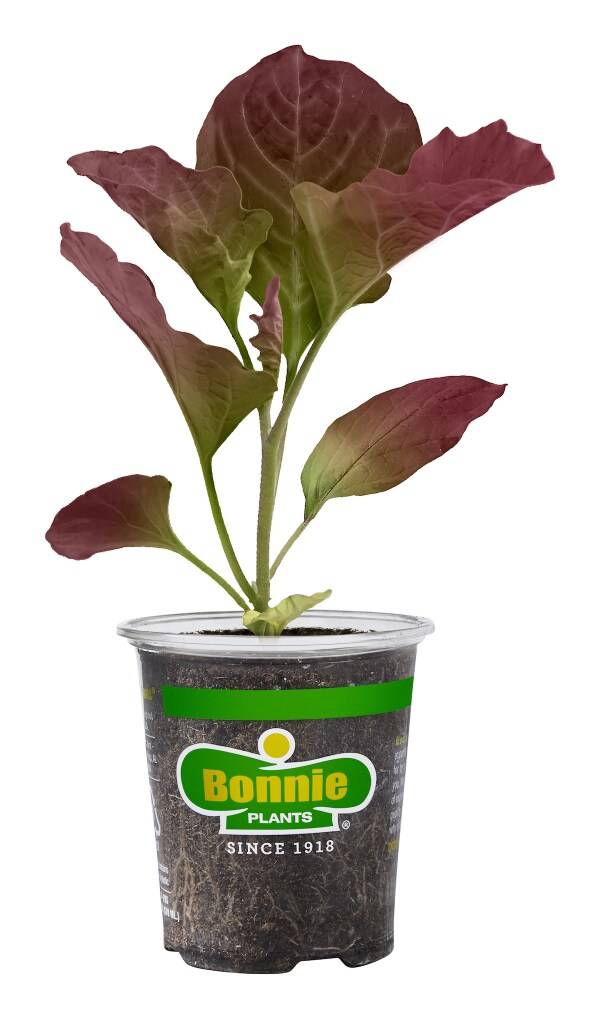 Bonnie Plants Red Cabbage 19.3 oz.