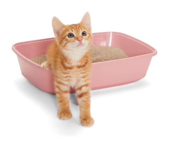 So Phresh Open Kitten Litter Box, Blush