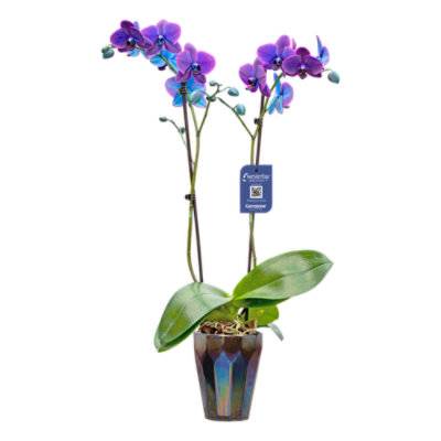 Orchid Phalaenopsis Moonstone - Each (colors may vary)