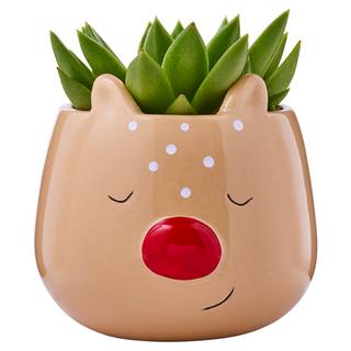 Co-op Festive Succulent