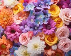 Bloom Plus Bathurst