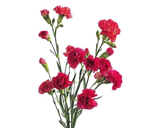 Mini Carnations (1 bunch)