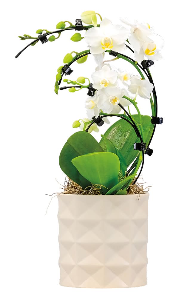 Double Wave Orchid, 5"