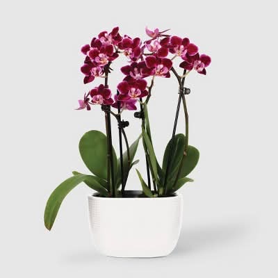 Good Little Garden Live Mini Orchid Duo Houseplant in Planter, 4 in