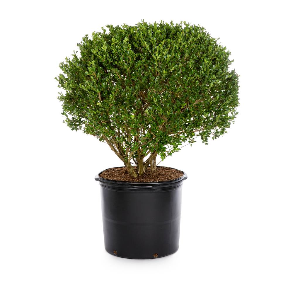 Lowe's Japanese Holly Shrub in 2.25-Gallon | NURSERY