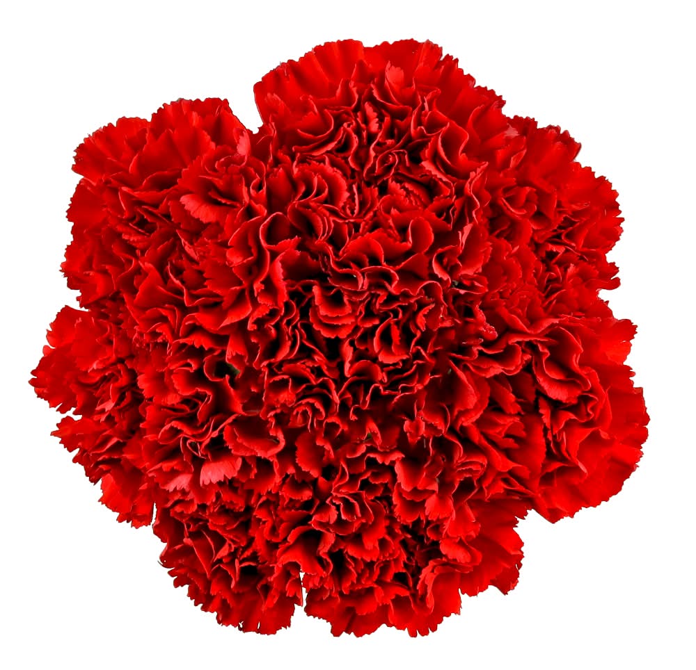 Holiday Carnations Fresh Flower Bouquet, Red