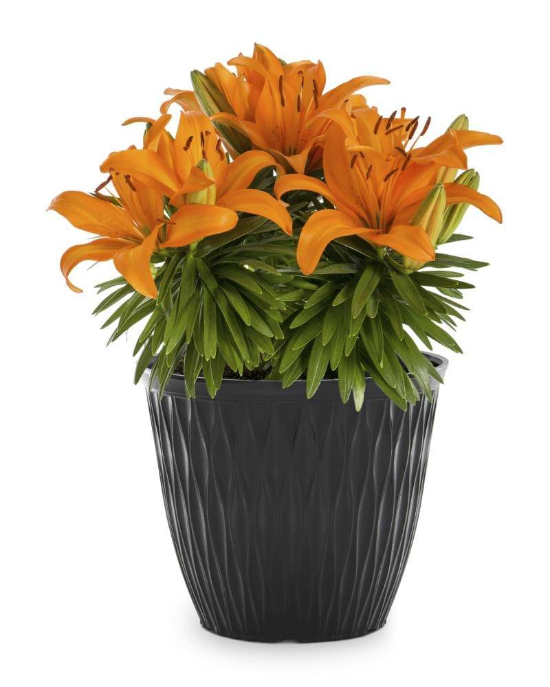 Lowe's Multicolor Asiatic Lily Plant in 2 -Gallon Planter 5 -Pack | 1552758