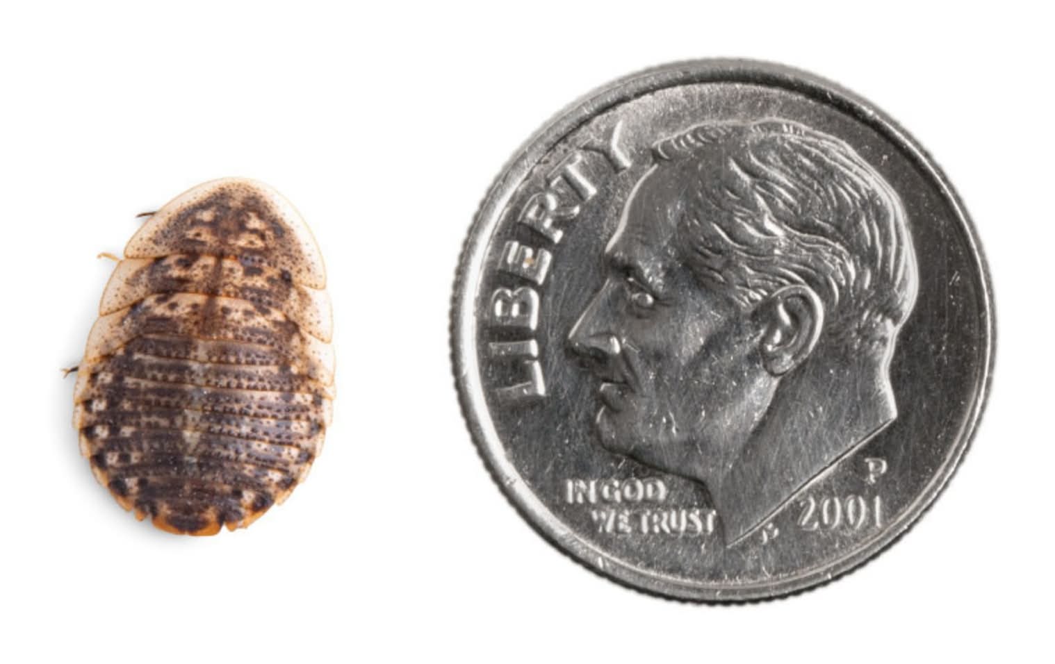 Reptile Food - Dubia Roaches Small - 25 Count
