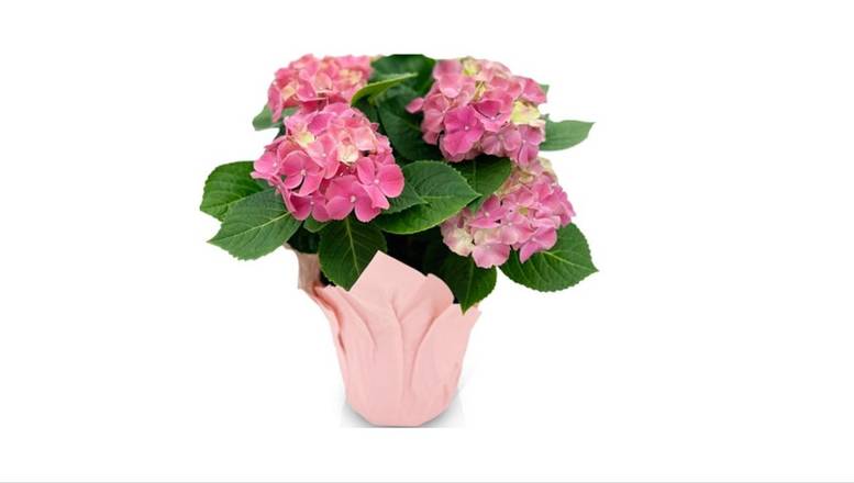 6.5" Potted Hydrangea - Pink