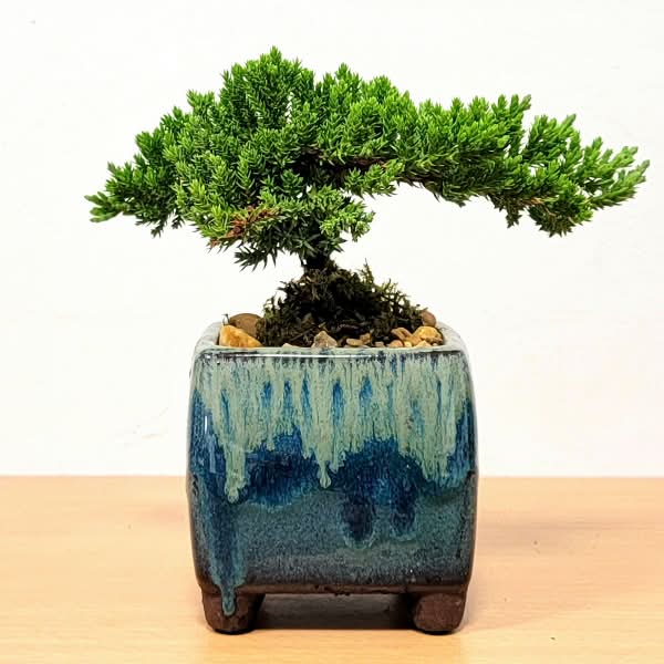 Bonsai Drip Square Vase Potted Delivery Near Me | Order Online | Uber Eats