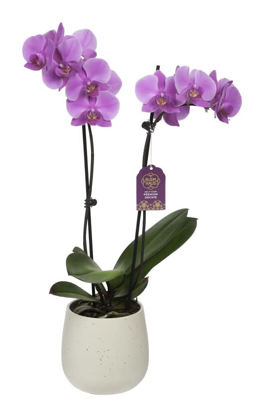 Blooming Orchid in Ceramic Pot