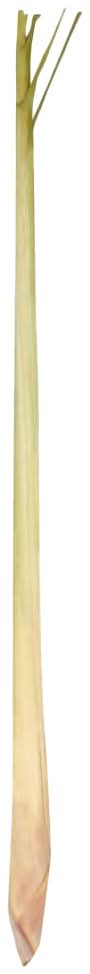 Lemon Grass