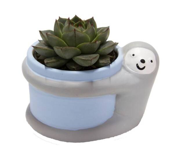 Mini Succulent Seasonal Ceramic Planter