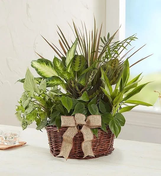 Classic Dish Garden [Medium]