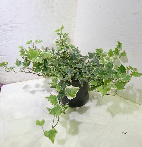 白邊長春藤_3吋白瓷盆 (44號攤-陳允花研所/A004-15)