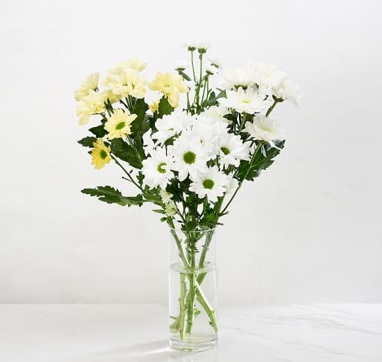 Morrisons Chrysanthemum Duo