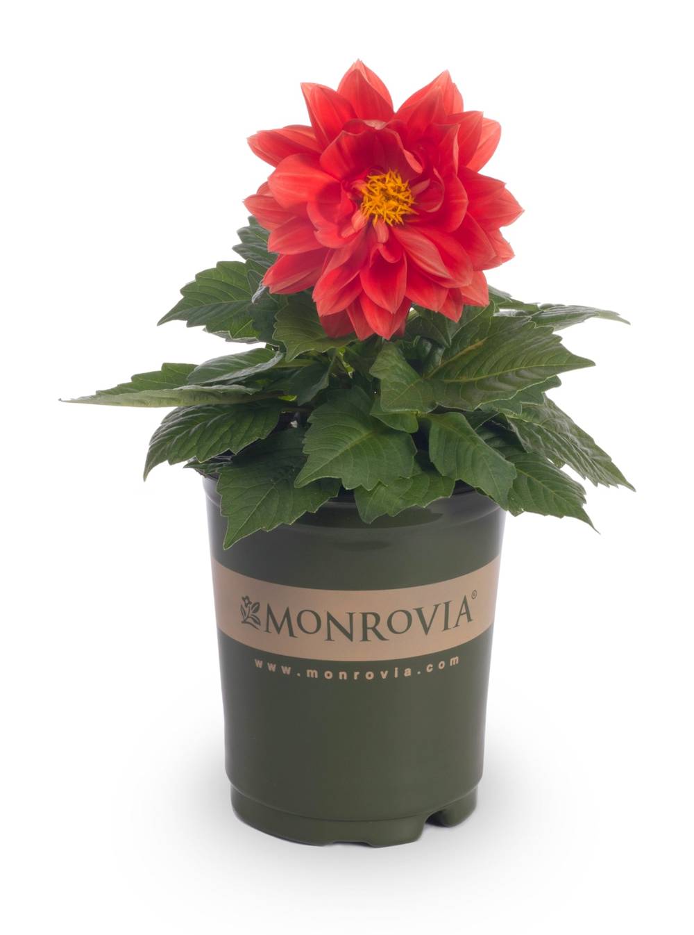 Monrovia Multicolor Dahlia in 1.00 Quart(s) Pot 1 -Pack | 221626