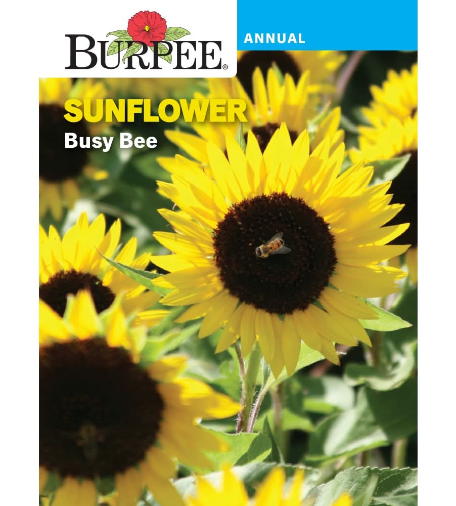 Burpee® Sunflower Busy Bee Seeds