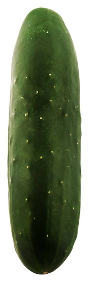 Pepino de ensalada