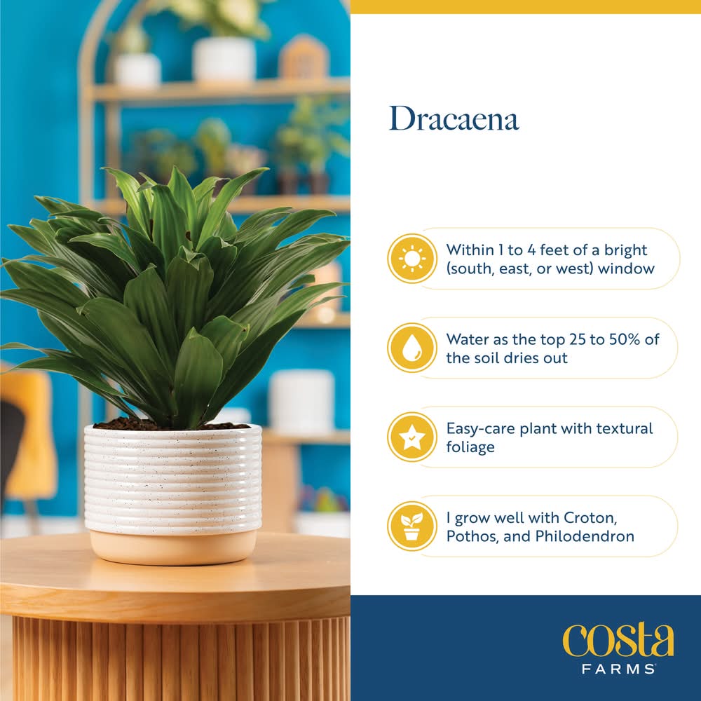 Costa Farms Dracaena House Plant - Thumbnail 5