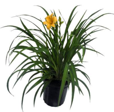 Daylily One Gallon - Each