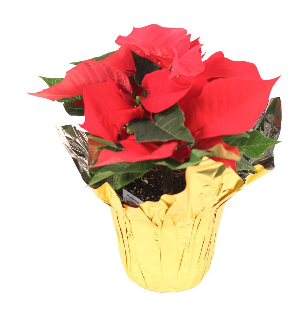 Red Poinsettia Plant 1 Ct