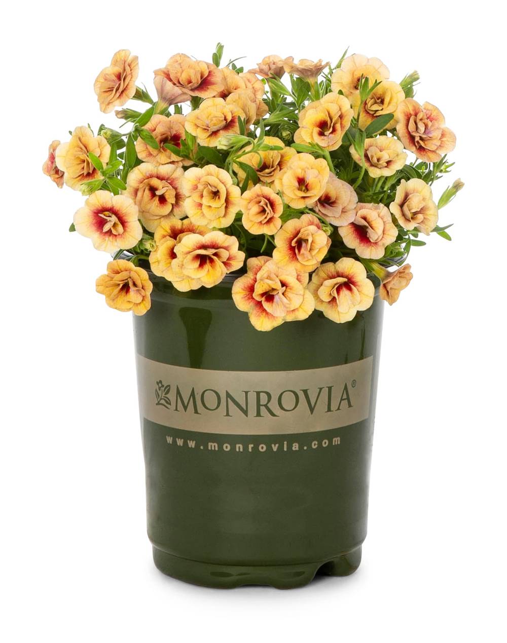 Lowe's Multicolor Calibrachoa in 1-Quart Pot | NURSERY