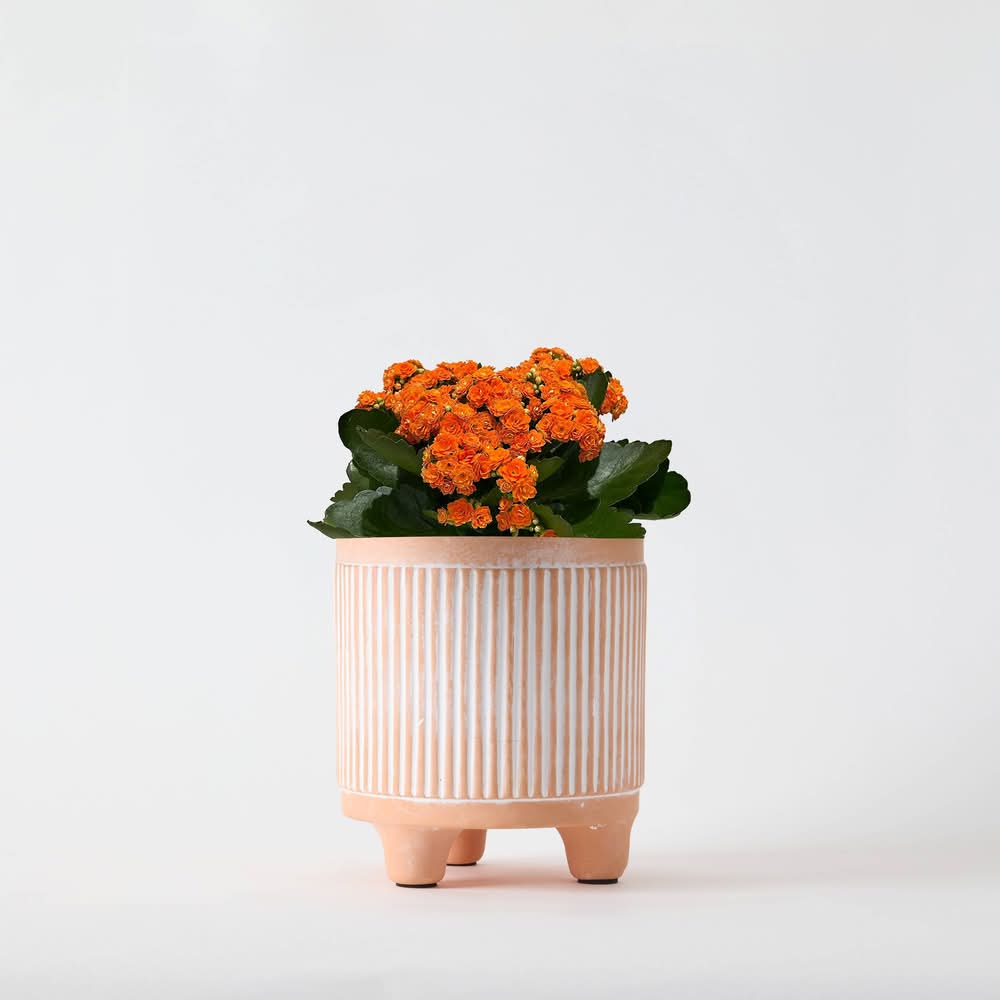 Live Petite Flourish With Blooming Plant (Varieties and Colors May Vary)