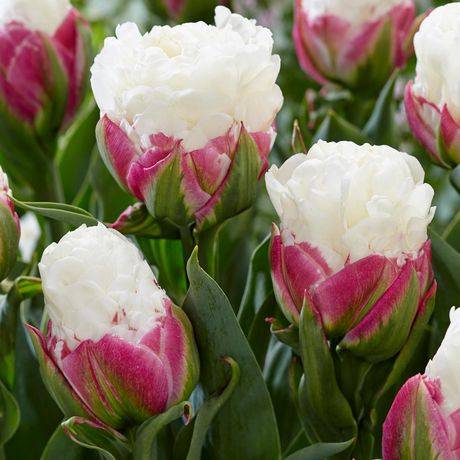 Tasc Flower Bulbs Tulip Double Late (15 units)