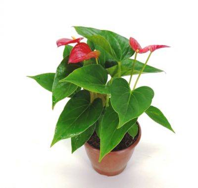 Anthurium - Pote 17 - Sortido