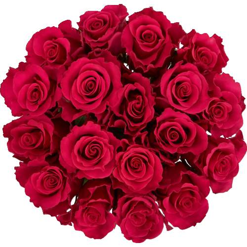 Red Roses 18 Stem