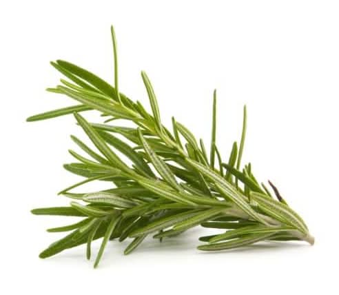 Organic Rosemary
