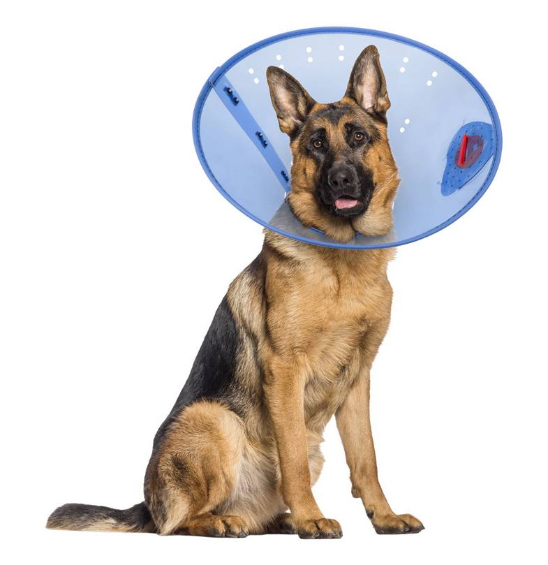 Calm Paws E-Collar Behavior Support For Dog, Extra Large
