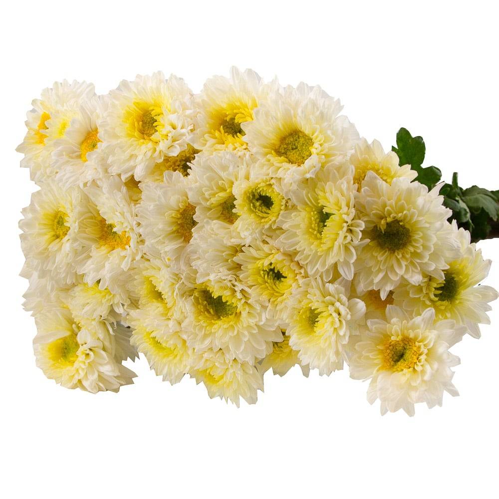 Remem floral ramo de flores margaritas (1 pieza)
