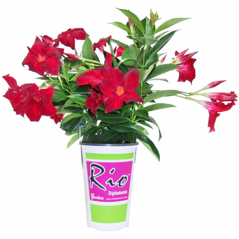 Rio 1.5 Pt. Dipladenia Flowering Annual Shrub With Red Blooms (Shrub)