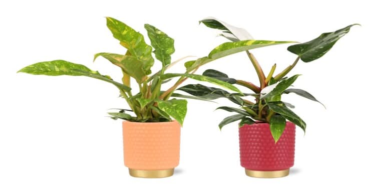 Philodendron Fancy Collection in Ceramic Upgrade