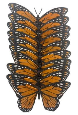 Ashland Feather Butterflies, Orange (10 ct)