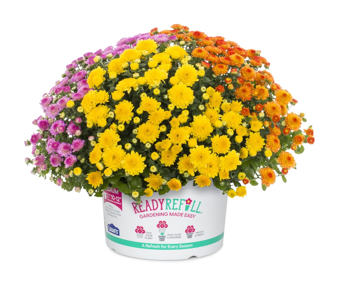 1.50-GAL MUM TC 7 RR PGH PBS