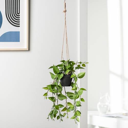 Plante en pot suspendue « ivy »