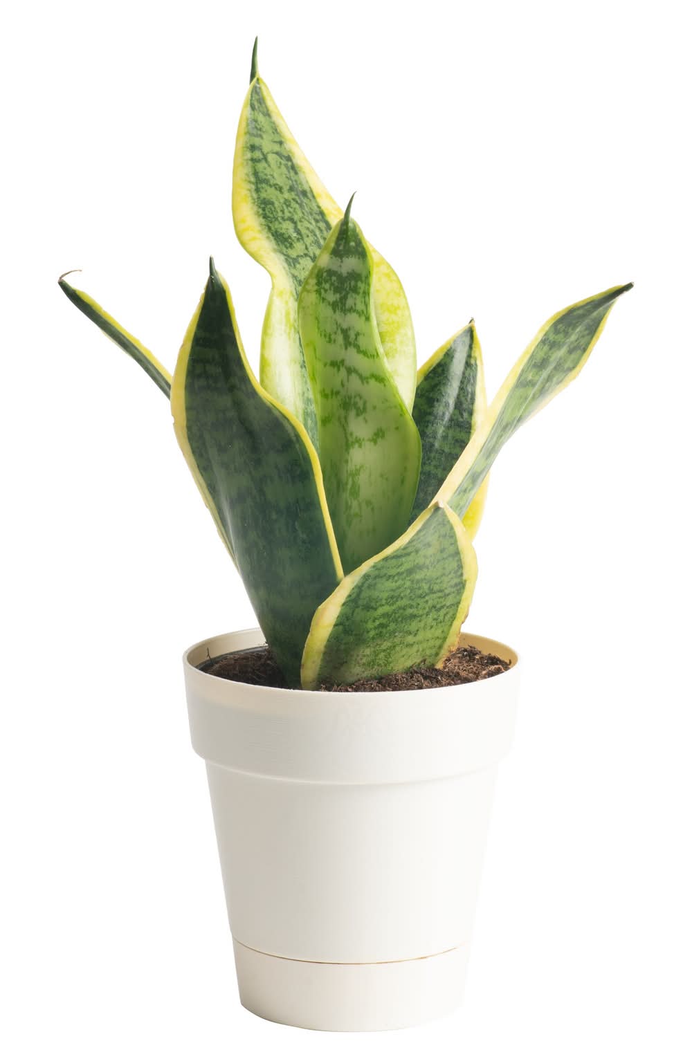 majestic philodendron Philodendron Majestic 1